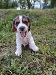 Szczeniak Beagle Tricolor