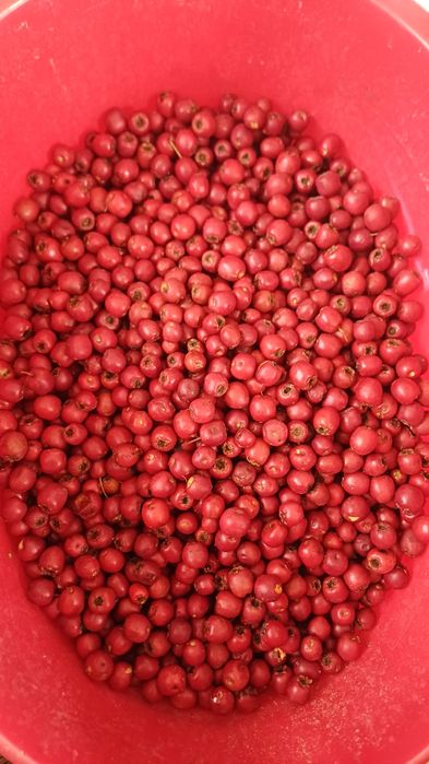 Owoce Głogu 4kg bez gałazki