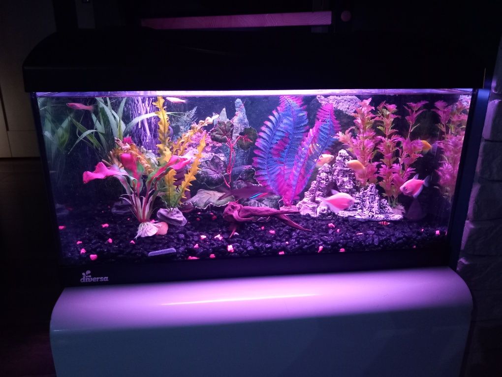 Akwarium Diversa 54L