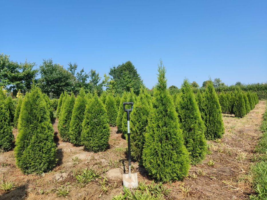 Tuje Szmaragd Wysokie 1,6 m 2m 2,2m 2,4m ŚLĄSK dostawa gratis  SADZIMY