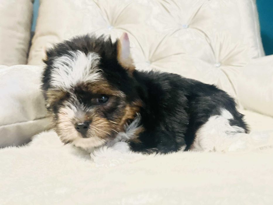 York Biewer - cudeńko. Sprawdzona Linia Hodowlana.