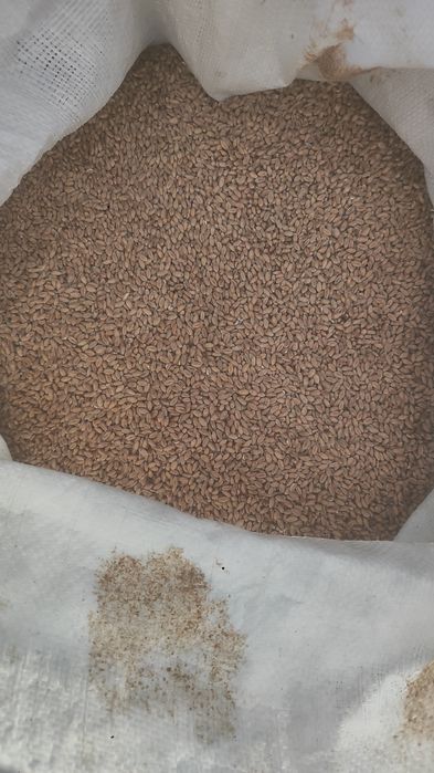 Sprzedam pszenicę euforia