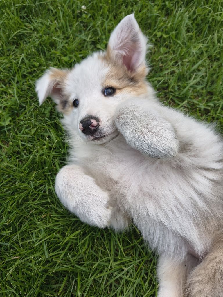 Suczka border collie tri merle 1