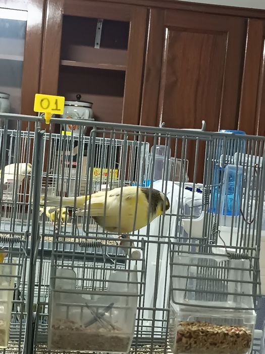 Canários machos e fêmeas