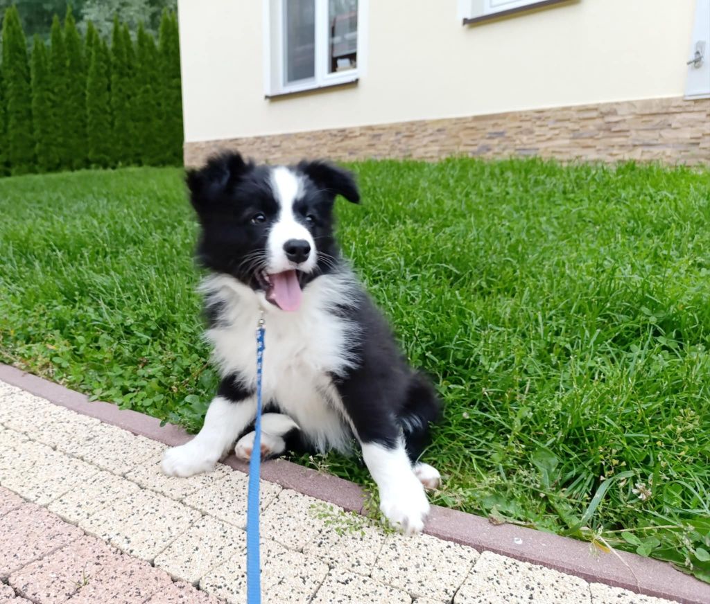 Piesek border collie ZKwP samczyk