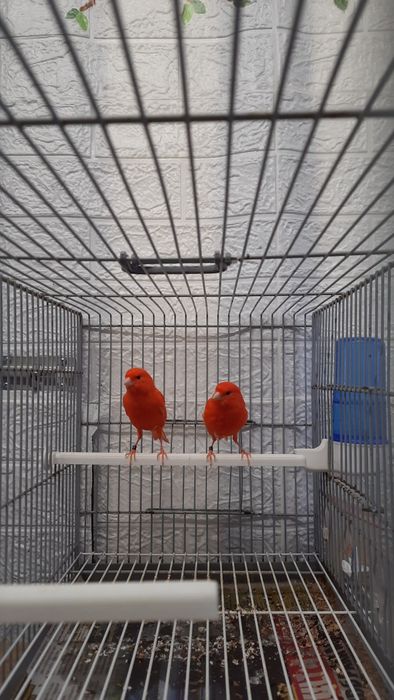 Canarios vermelhos intensos macho e fêmeas