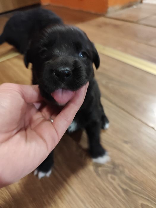 Oddam szczeniaki w dobre ręce – mix Border Collie i Labradora