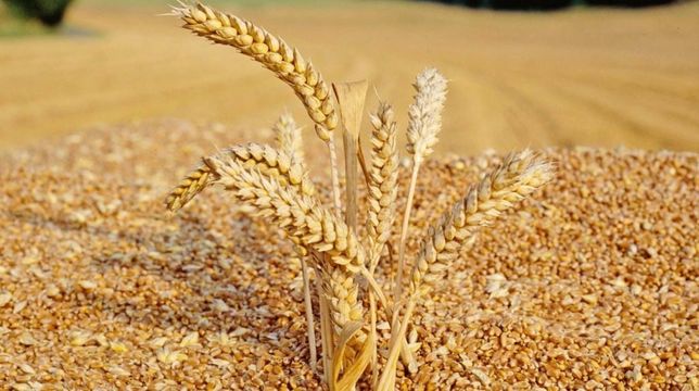Продам пшеницу (зерно)