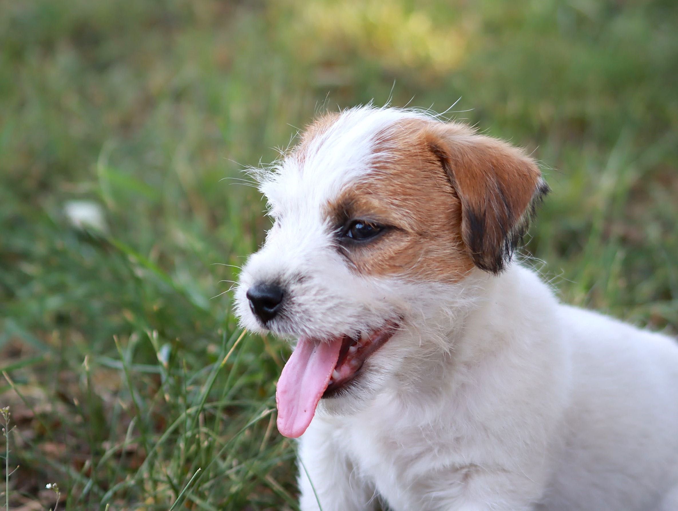 Jack Russell Terrier