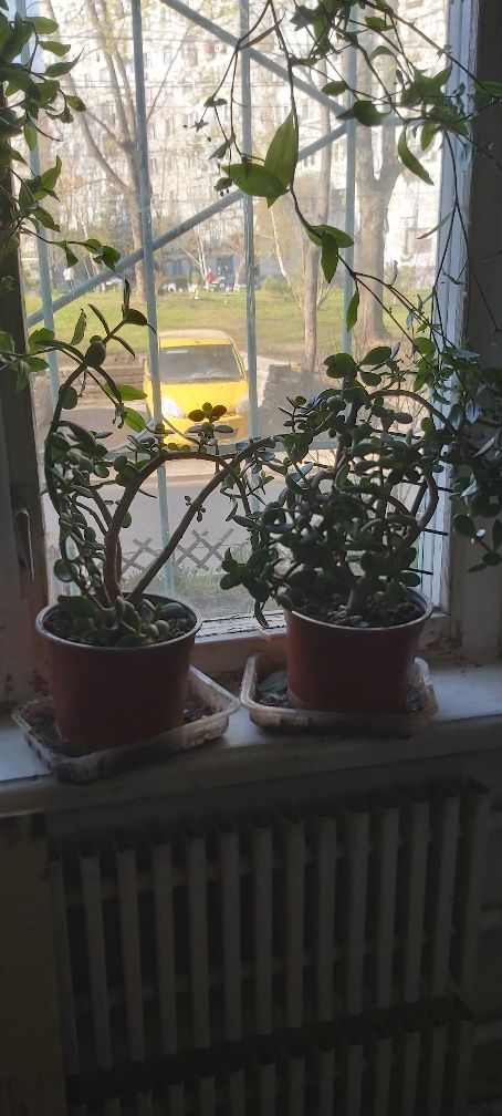 Денежное дерево "Crassula ovato"