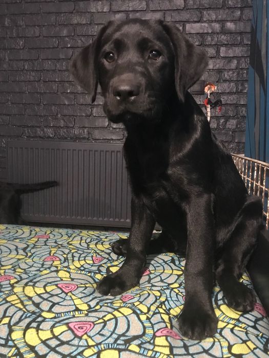 Щенки Лабрадор ретривер