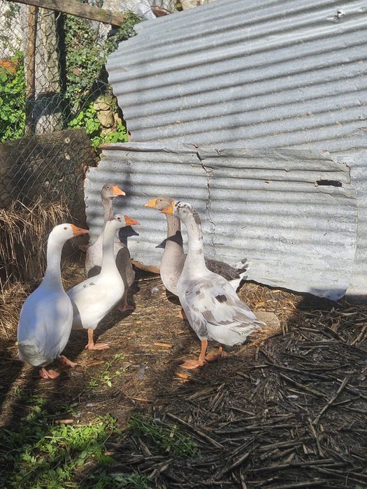 Vendo 1 macho e 4 femeas