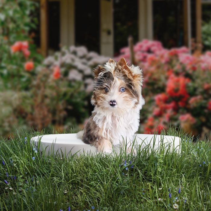 **UNIKAT**chłopczyk YORKSHIRE Terrier z niebieskimi oczkami