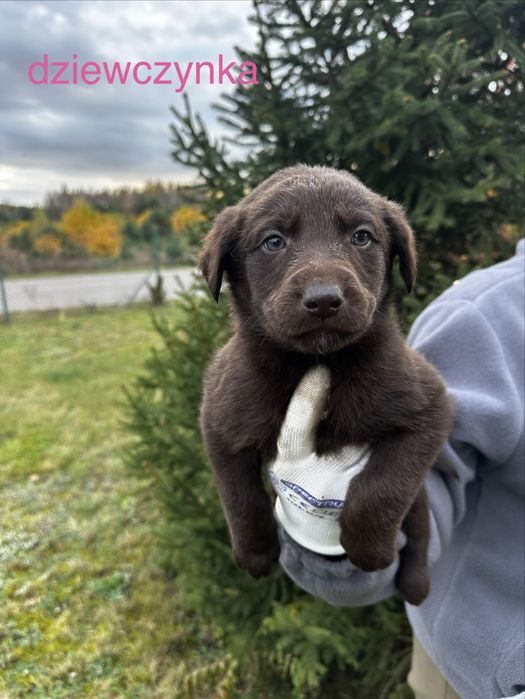 Oddam sczeniaki, mieszanka labradora z owczarkiem niemieckim