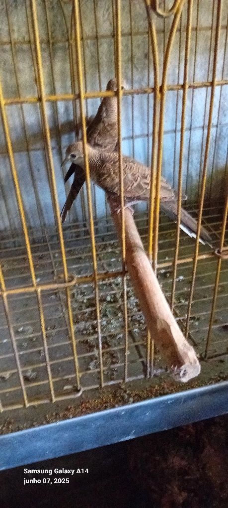 Aves nasidas em cativeiro