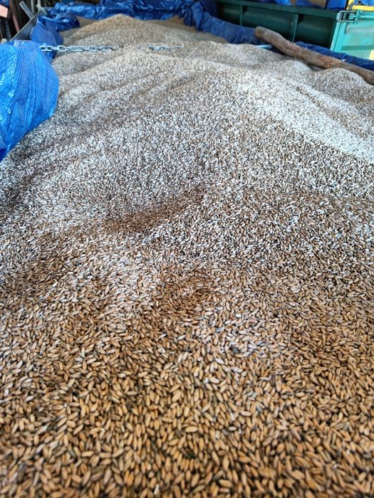 Zboże sprzedam żyto, pszenzyto oraz pszenice