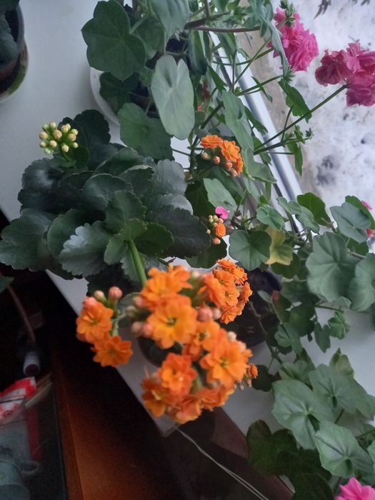 Каланхоє жовтий.