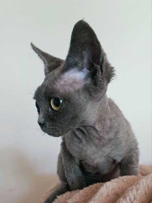Kotka Devon rex niebieska