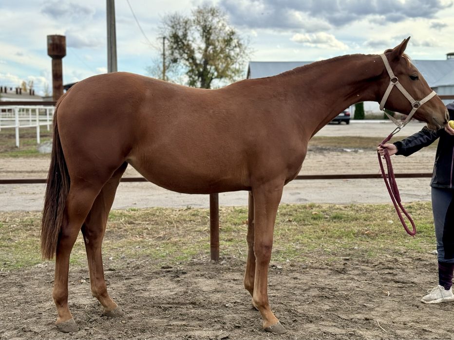 Кобыла, лошадь, конь