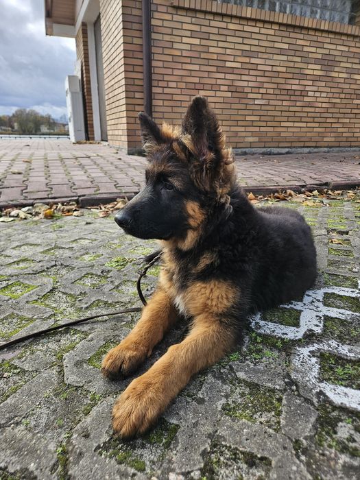 Owczarek Niemiecki Długowłosy