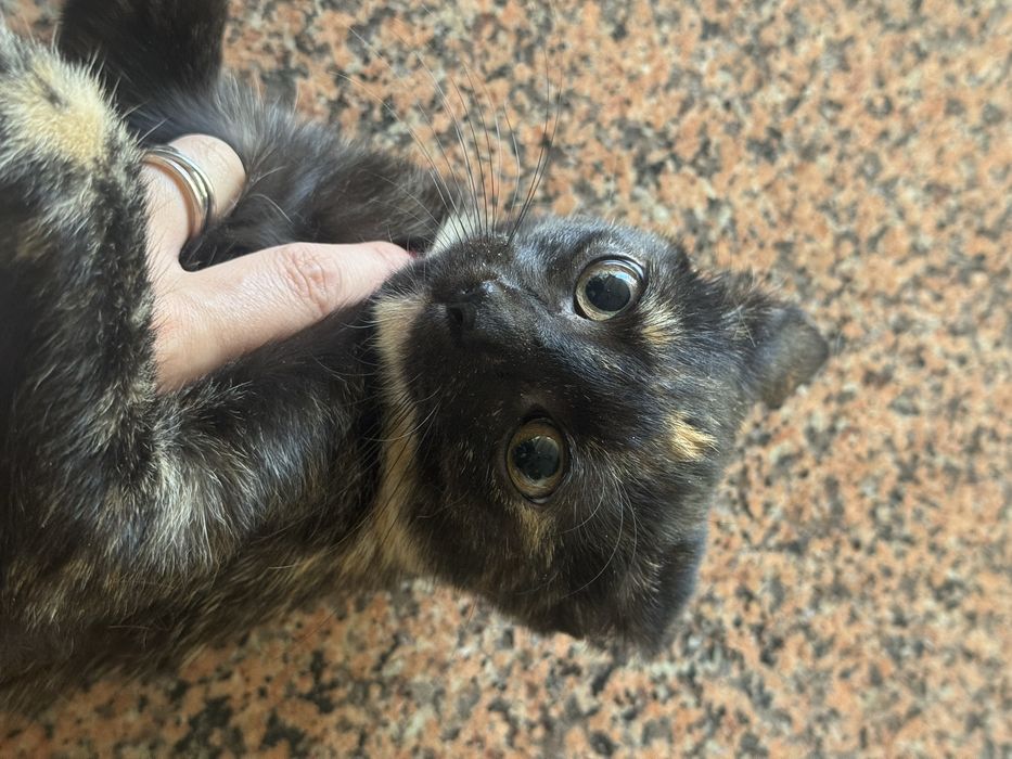 Gatinha bebé grátis 4 meses tricolor