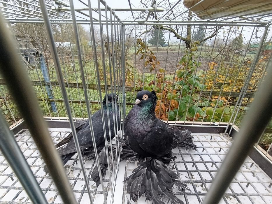 Gołębie wywrotki wschodniopruskie