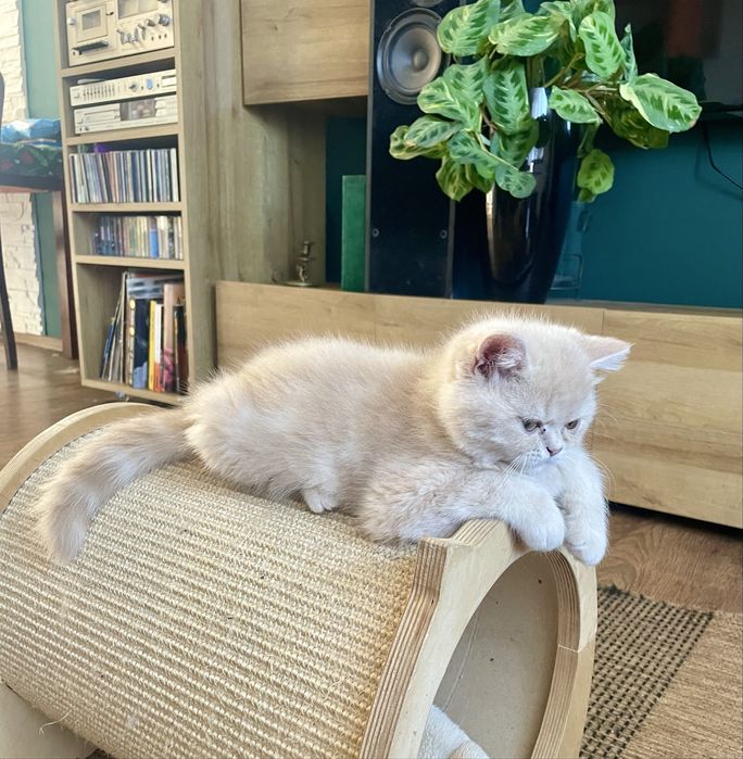 Beżowy kotek egzotyczny, pers krótkowłosy, exo, egzotyk