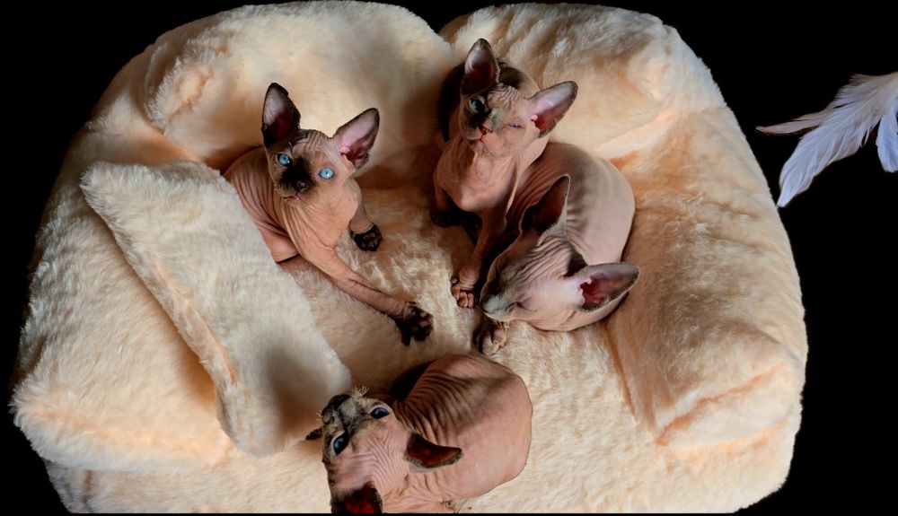 Kot sfinks przepiękny z niebieskimi oczkami