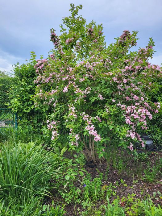 Działka rekreacyjna ROD "Podzamcze" Wałbrzych