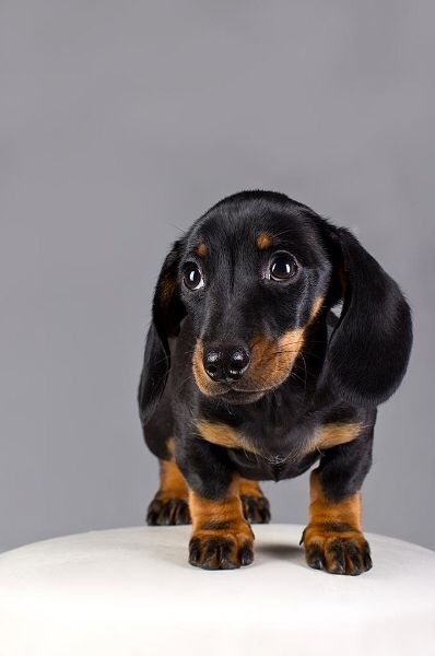 Чорно-підпалий шик у мініатюрі — справжня такса!