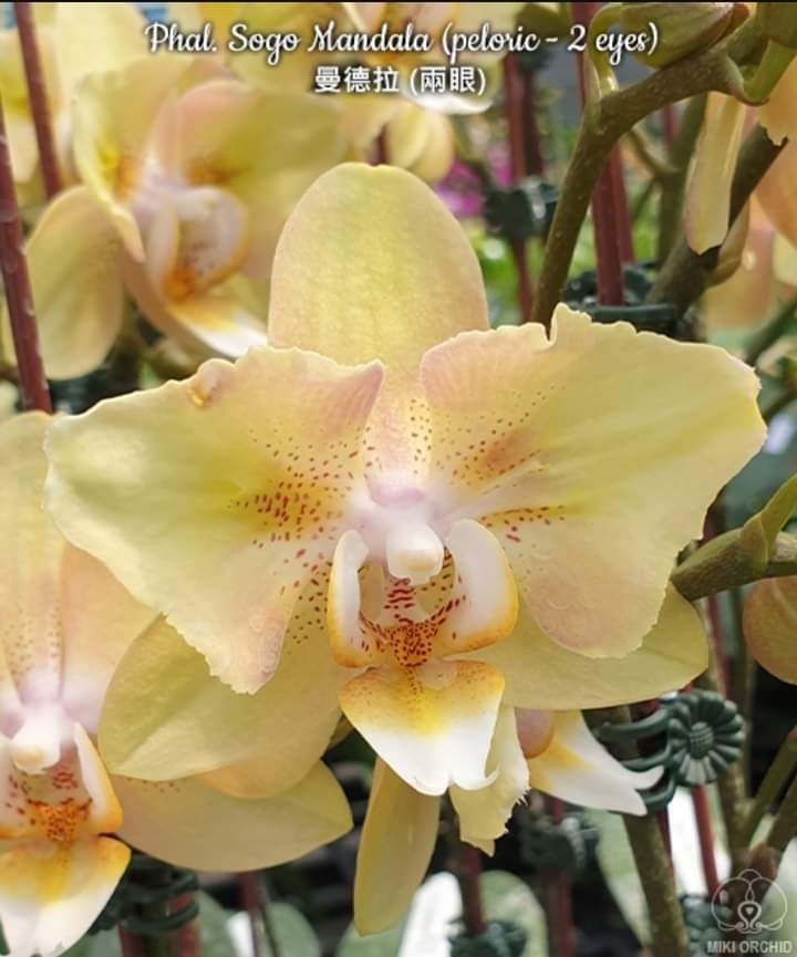 Орхідея Sogo Mandala peloric