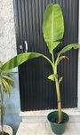 Bananeira em vaso