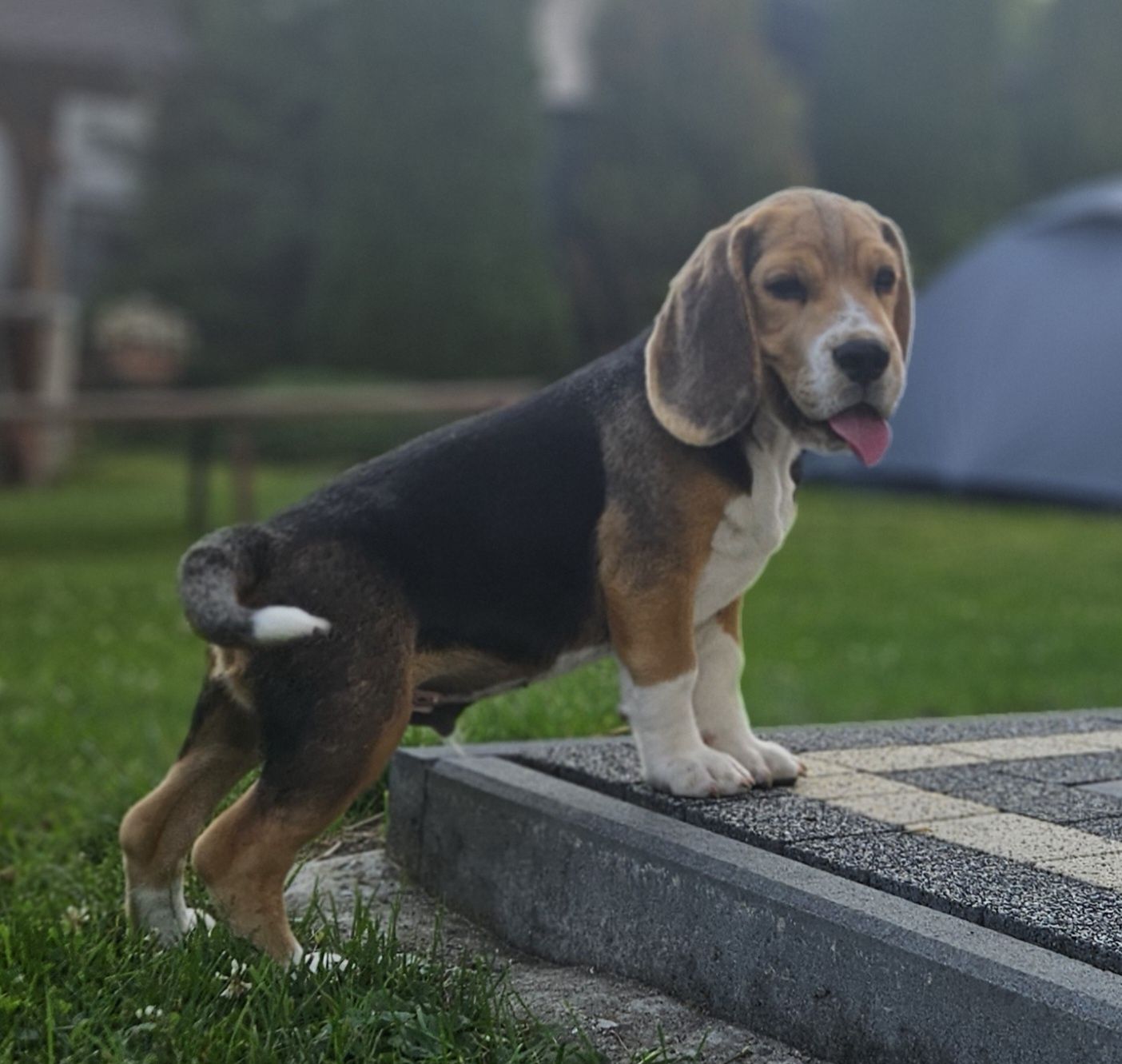 Beagle pies ZKwP FCI