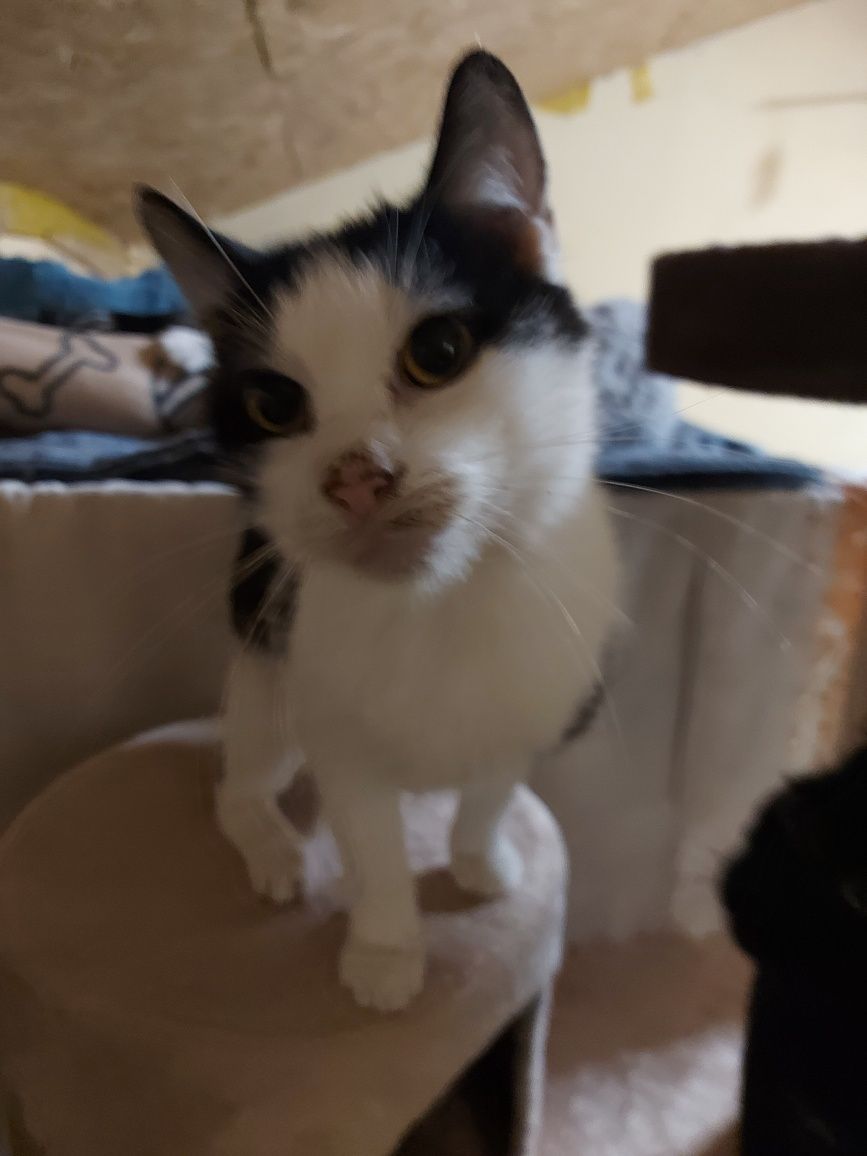Kitku - młodziutki kocurek do adopcji!