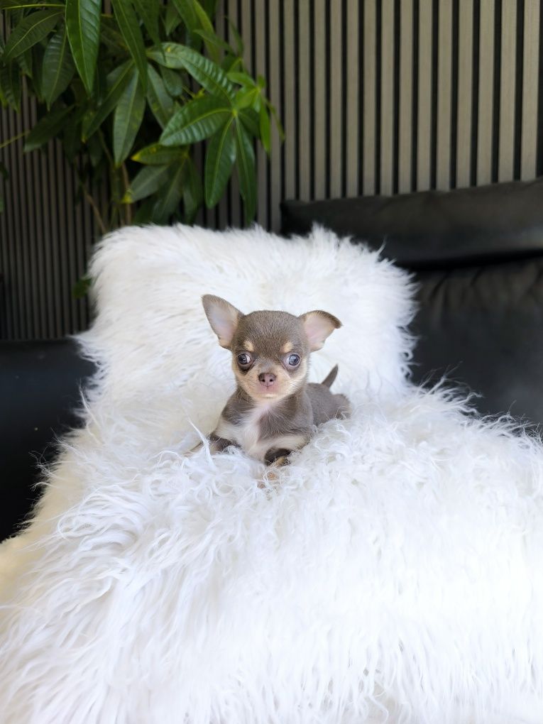 Chihuahua mini. Menina Lilac Tan.Cabeça de maçã. Perfeita!