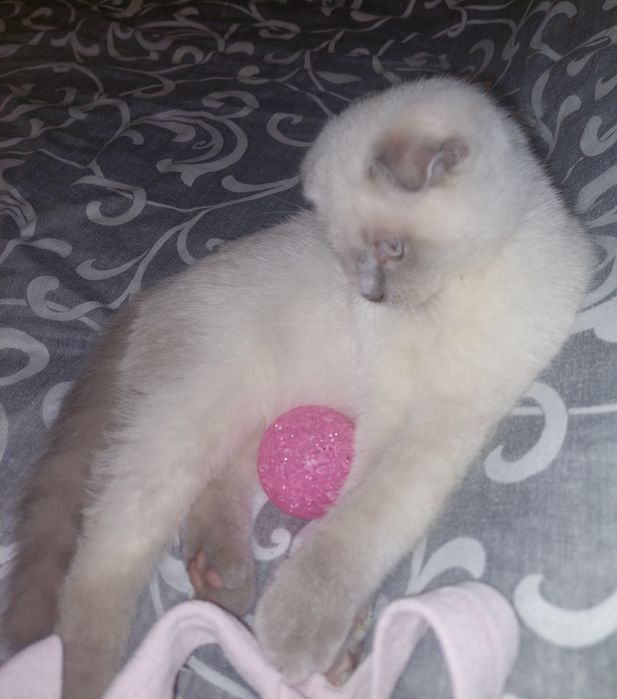 Красивая Девочка Скоттиш фолд. Харьков!