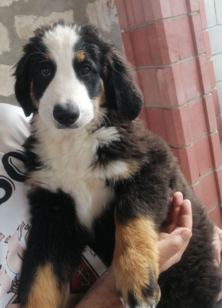 Продам цуценят Бернський Зенненхунд