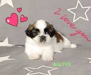 Shih Tzu piesek szuka nowego domu.