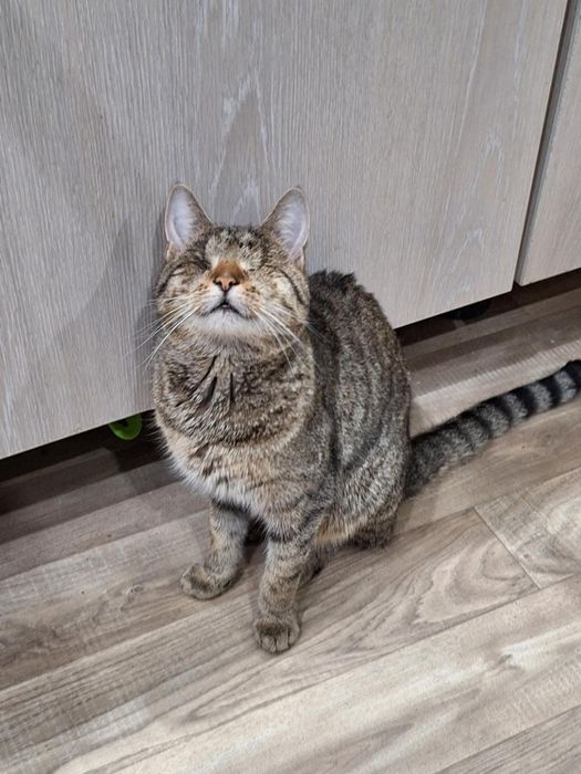 Niewidoma Olimpia szuka domu