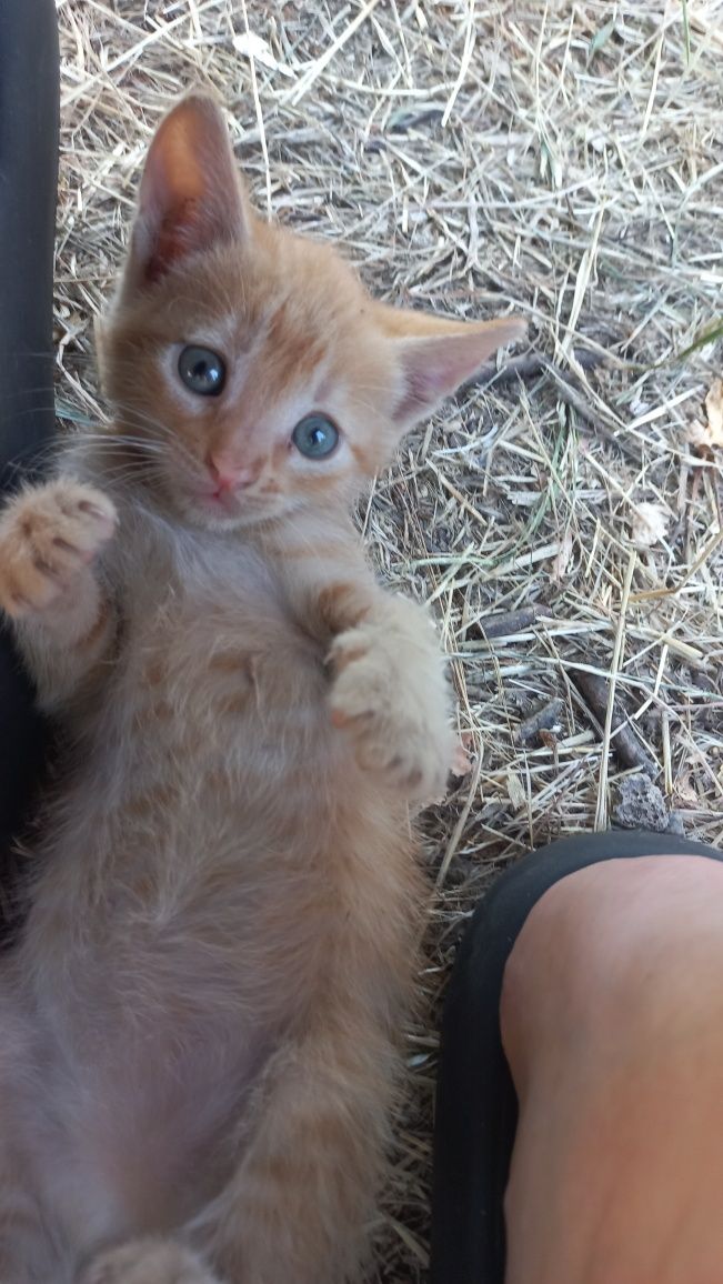 Кошенята безкоштовно