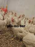 Młode kury nioski odchowane Leghorn Sendi Tintet z jajkiem