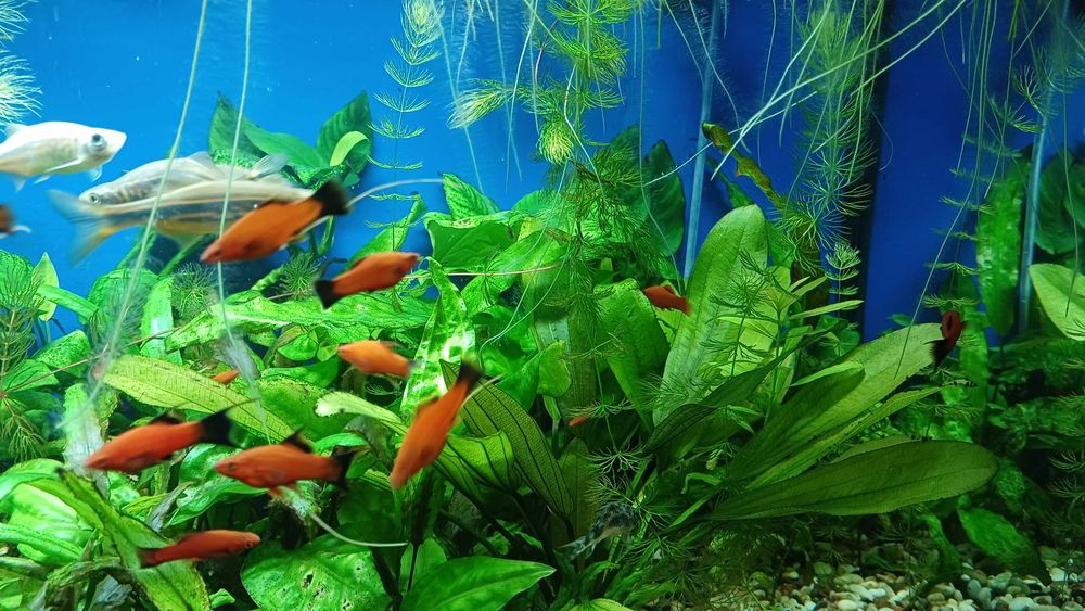 Меченосец, моллінезія, хелени, рослини