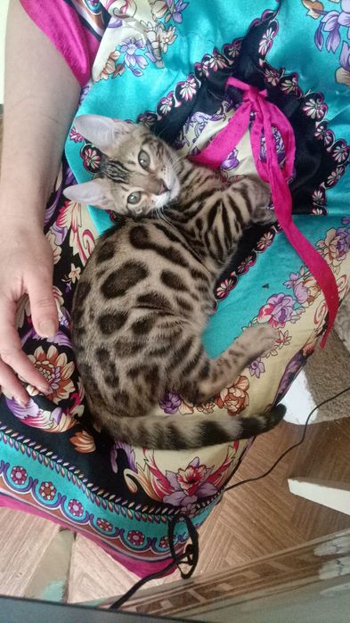 Бенгальские котята