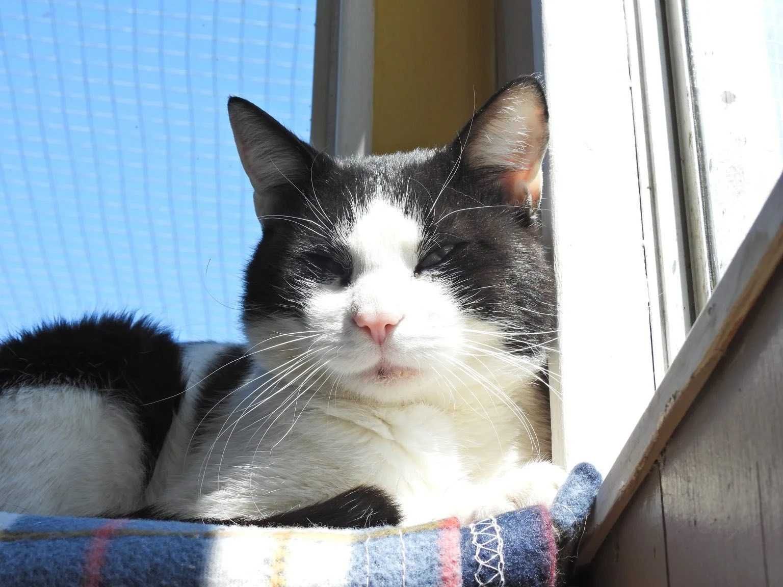 Bernard, przytulas do adopcji!