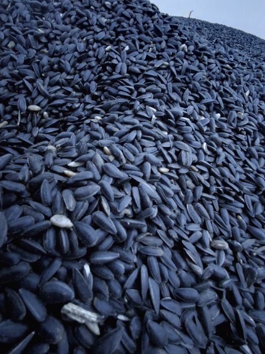 Sprzedam słonecznik