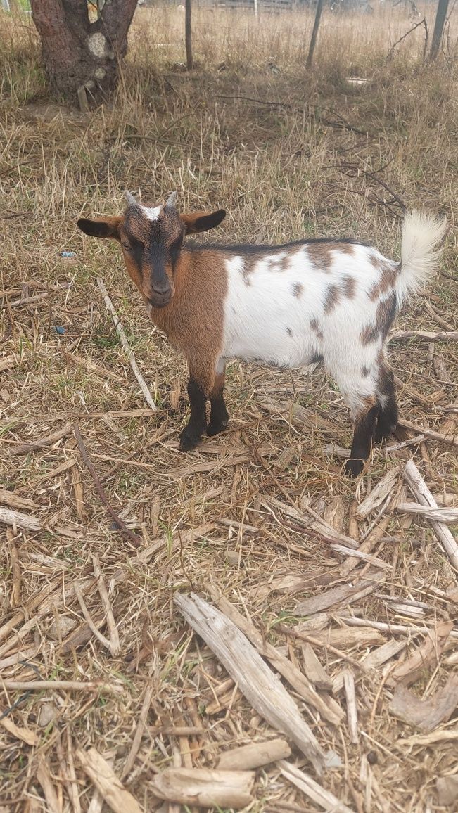 Cabrinha Anã, fêmea, com cerca de 5 meses