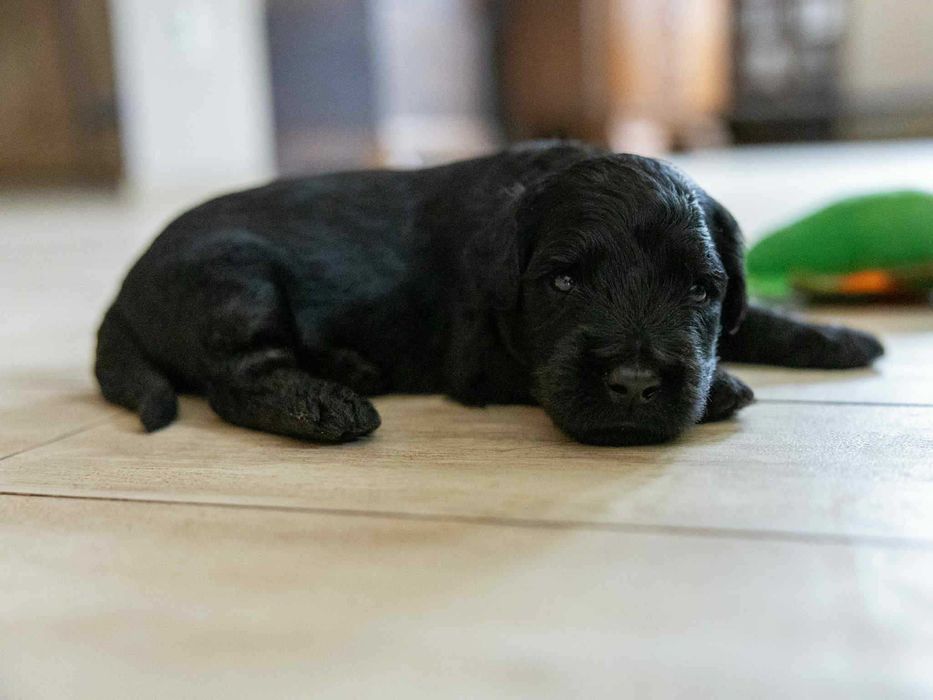 Owczarek Francuski Briard z Najlepszej Polskiej Hodowli Klubu 2025