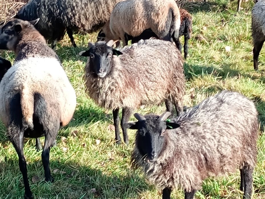 Baranki wrzosówki młode