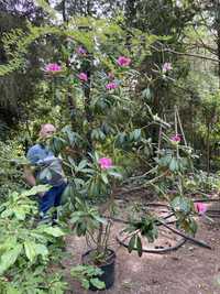 Rododendron ponad 200cm