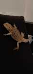 Agama brodata 2 szt